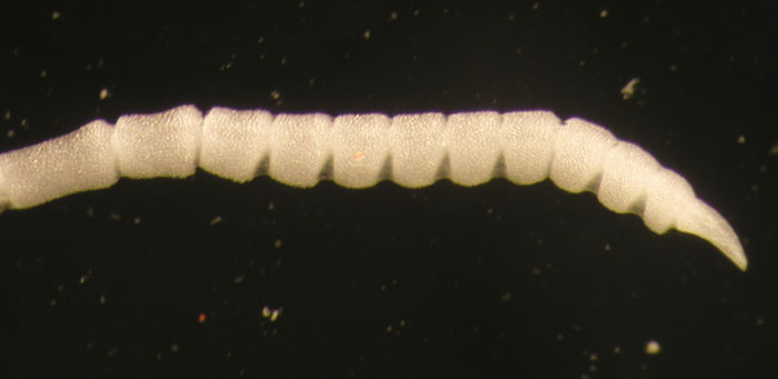 Paleocomatella hiwia McKnight, 1977 holo NZOI H219 Paleocomatella hiwia McKnight, 1977 holo NZOI H219