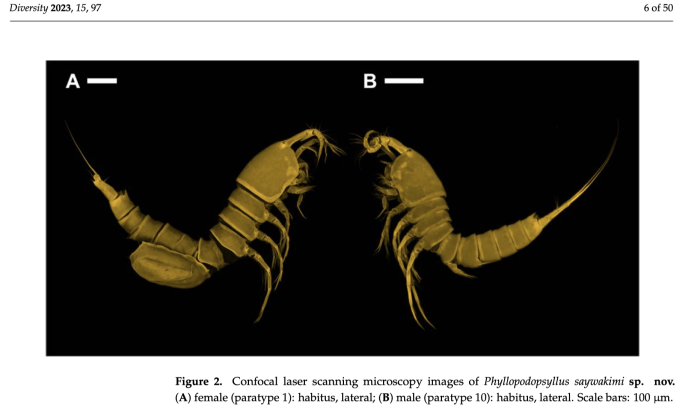 Phyllopodopsyllus saywakimi