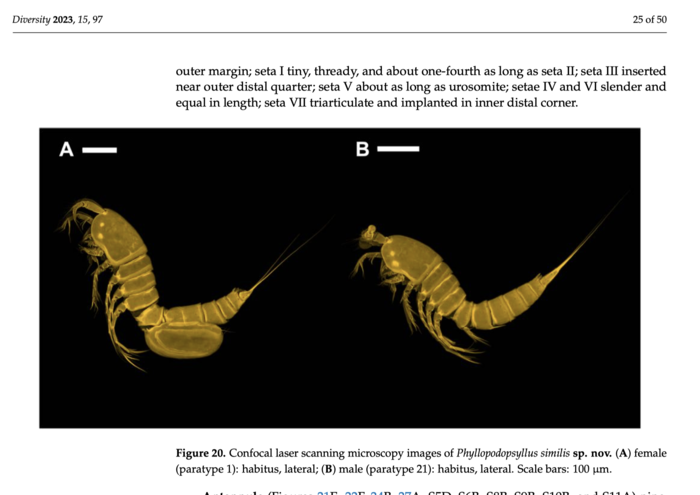 Phyllopodopsyllus similis