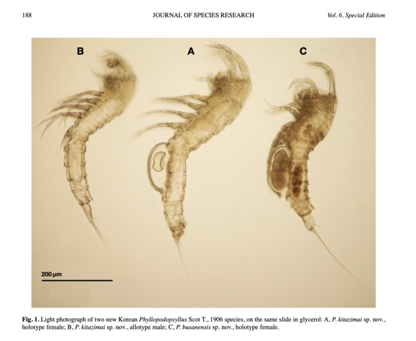 Phyllopodopsyllus kitazimai