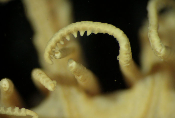 Comissia littoralis AHC Siboga 129, Type V.ECH.C 1327 Comissia littoralis AHC Siboga 129, Type V.ECH.C 1327