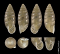 Mollusca (molluscs)