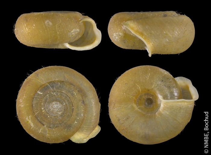 Helicodonta obvoluta obvoluta Helicodonta obvoluta obvoluta