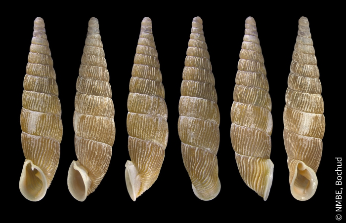 Strigillaria cana cana