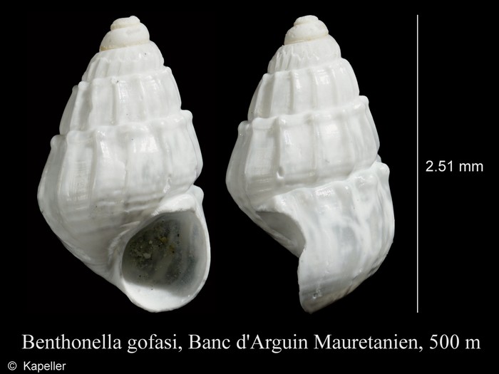 Benthonellania gofasi