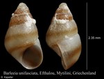 Cingula trifasciata