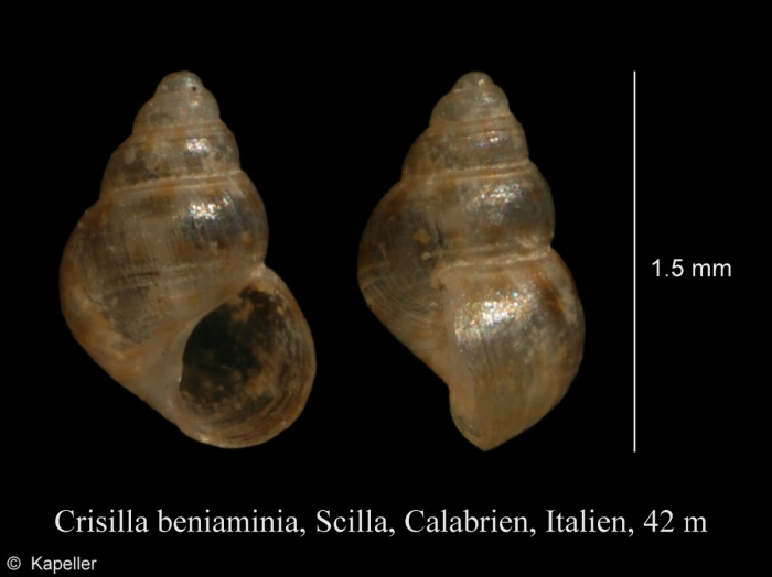 Crisilla beniamina Crisilla beniamina