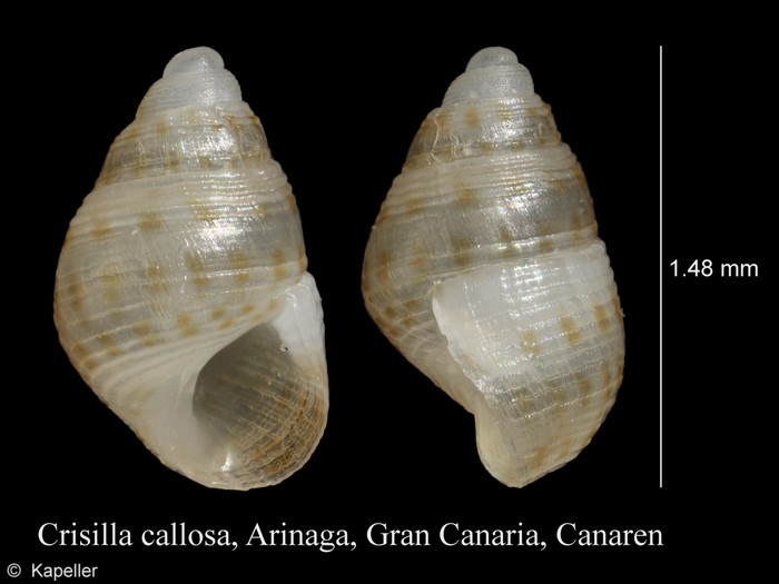 Crisilla callosa Crisilla callosa