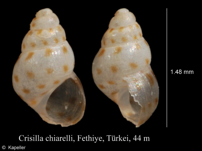 Crisilla chiarellii Crisilla chiarellii