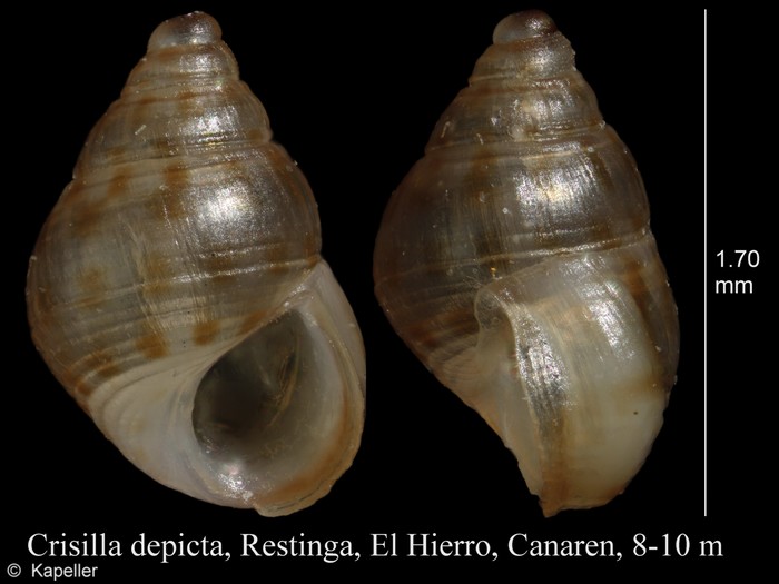 Crisilla depicta