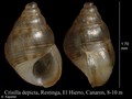 Mollusca (molluscs)