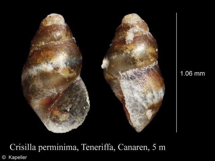 Crisilla perminima Crisilla perminima