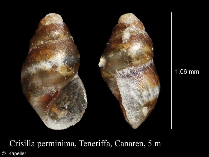 Crisilla perminima