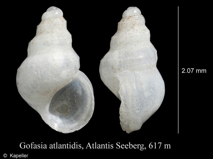 Gofasia atlantidis