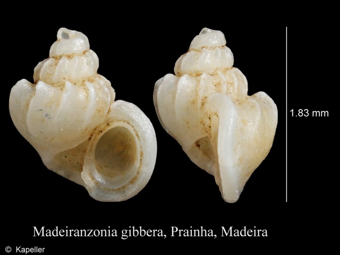 Madeiranzonia gibbera