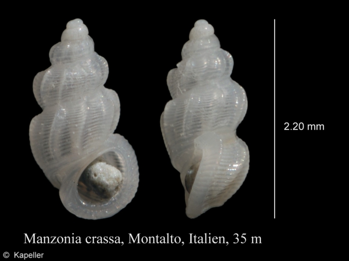 Manzonia crassa