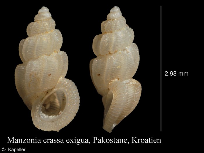 Manzonia crassa