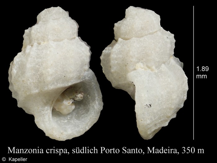 Manzonia crispa