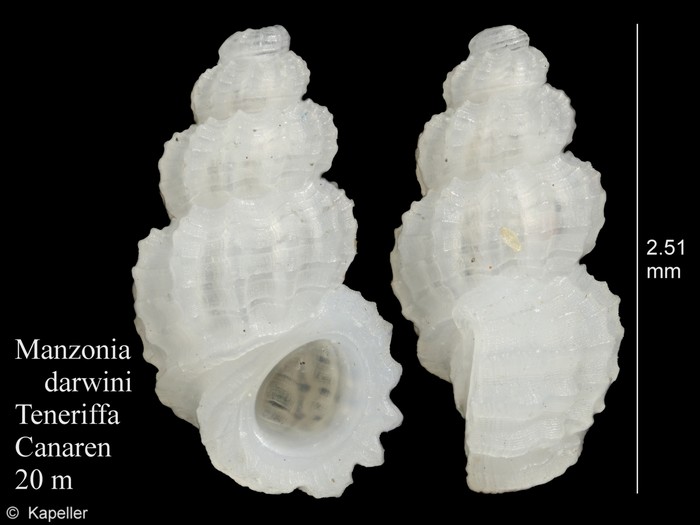 Manzonia darwini Manzonia darwini