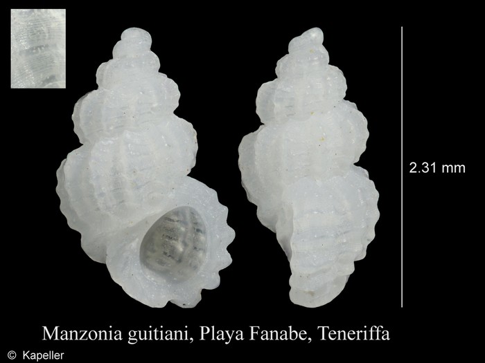 Manzonia guitiani