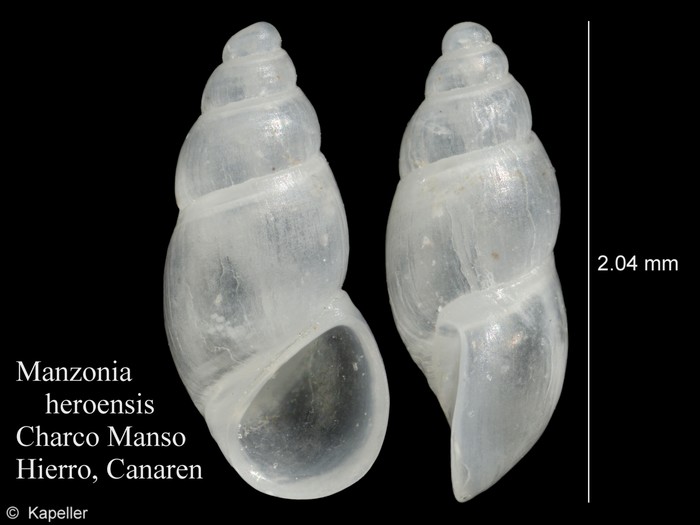 Manzonia heroensis Manzonia heroensis