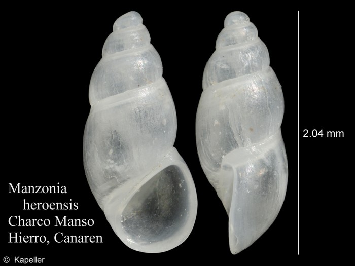 Manzonia heroensis