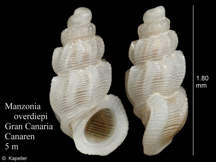 Manzonia overdiepi Manzonia overdiepi