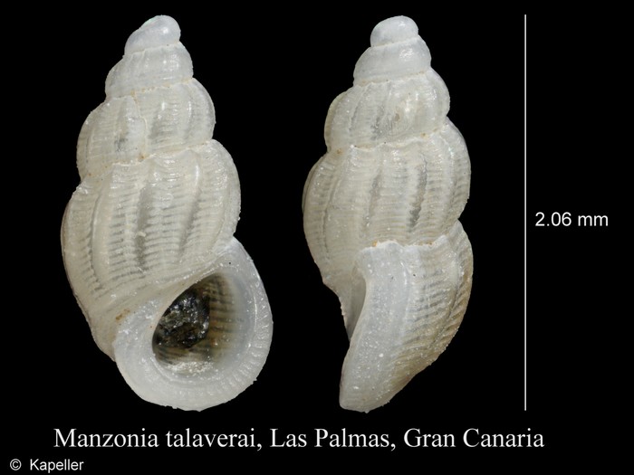 Manzonia talaverai