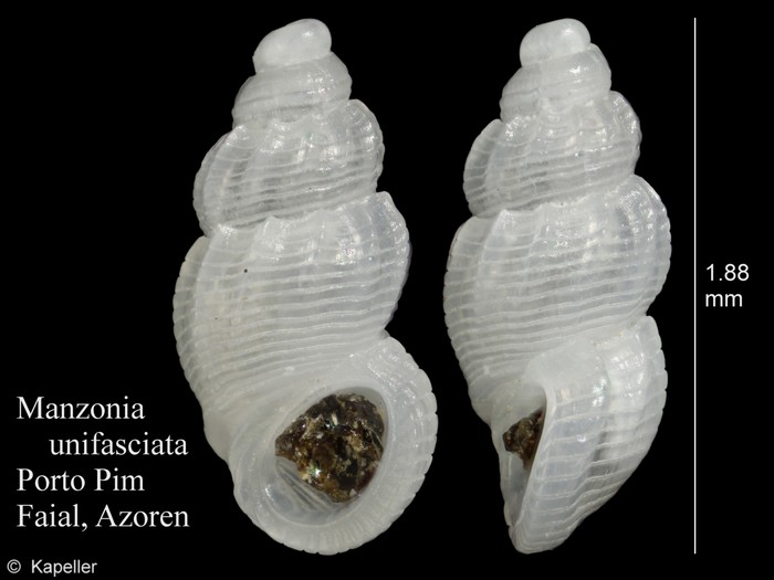 Manzonia unifasciata Manzonia unifasciata