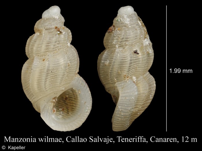 Manzonia wilmae Manzonia wilmae