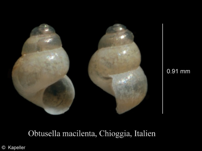 Obtusella macilenta