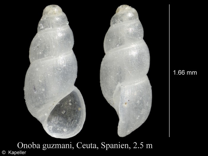 Onoba guzmani Onoba guzmani