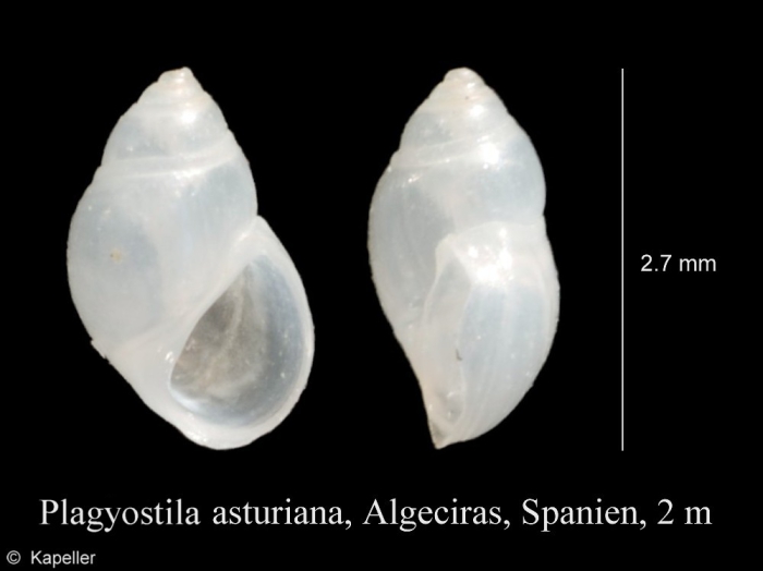 Plagyostila asturiana