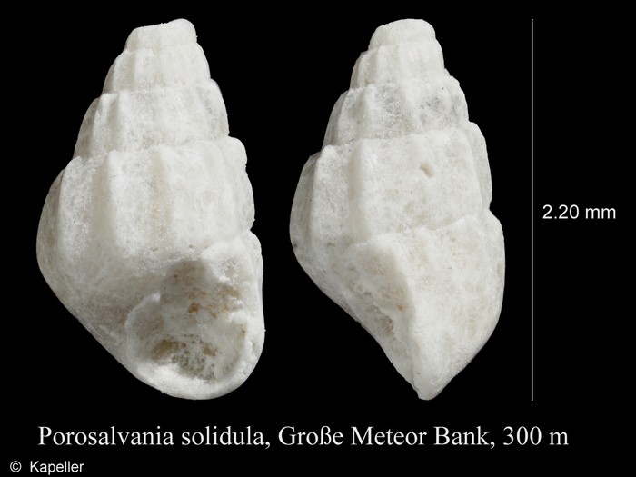 Porosalvania solidula