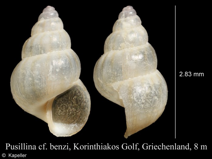 Pusillina benzi Pusillina benzi