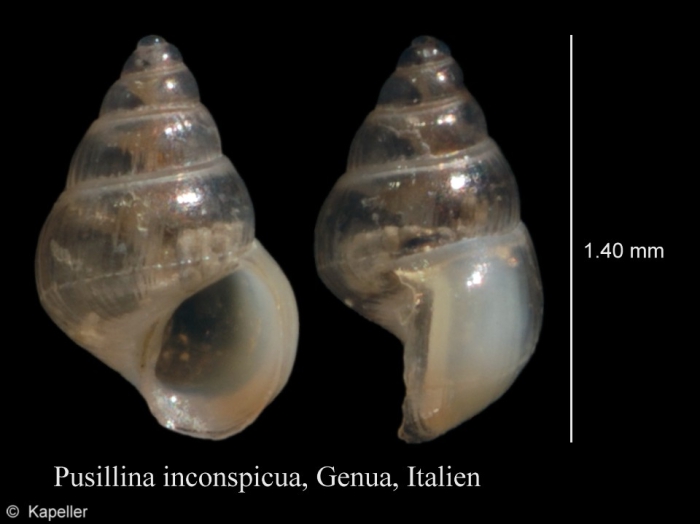 Pusillina inconspicua