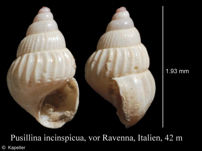 Pusillina inconspicua