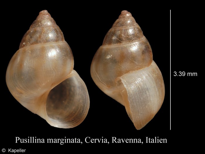 Pusillina marginata