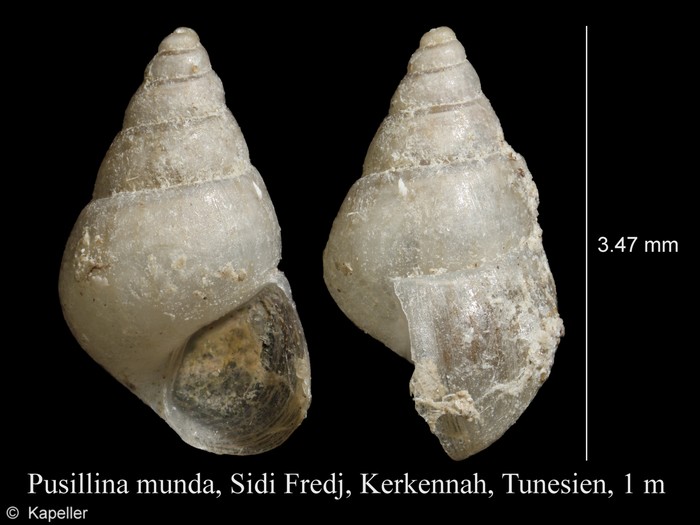 Pusillina munda Pusillina munda