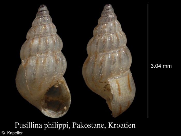 Pusillina philippi