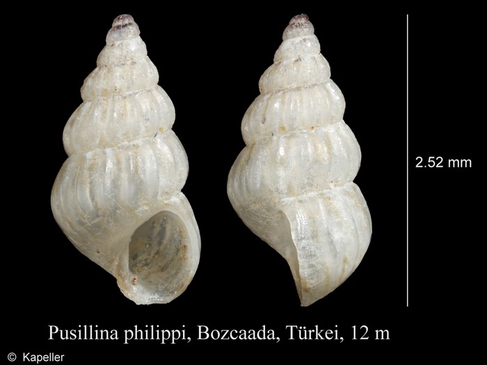 Pusillina philippi