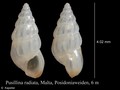 Mollusca (molluscs)