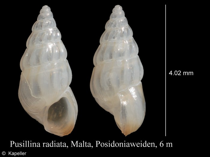 Pusillina radiata