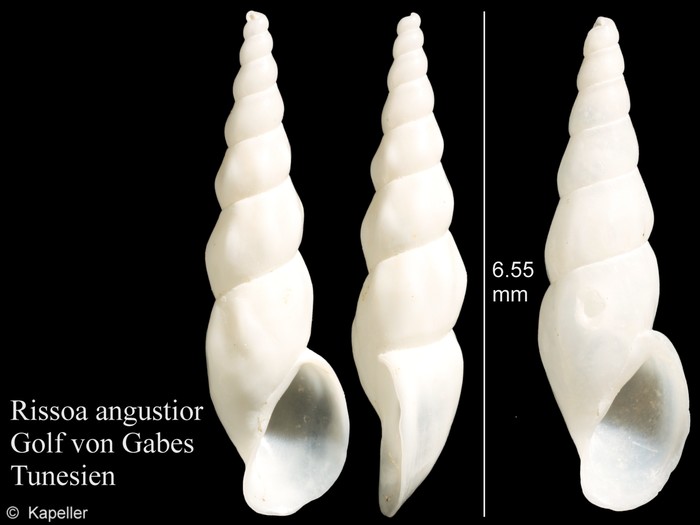 Rissoa angustior Rissoa angustior