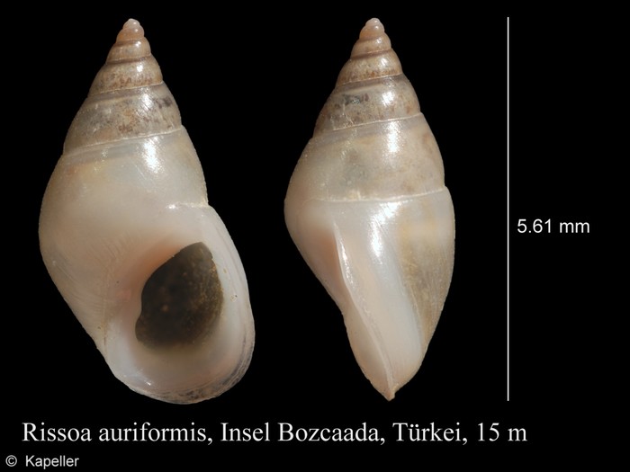 Rissoa auriformis Rissoa auriformis