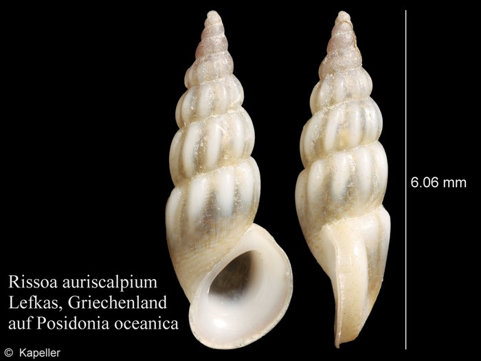 Rissoa auriscalpium