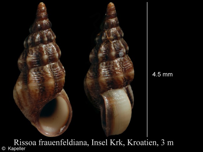 Rissoa frauenfeldiana