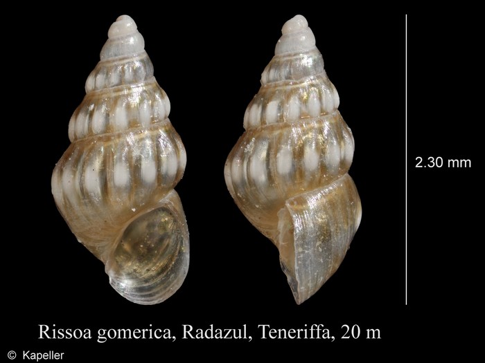 Rissoa gomerica