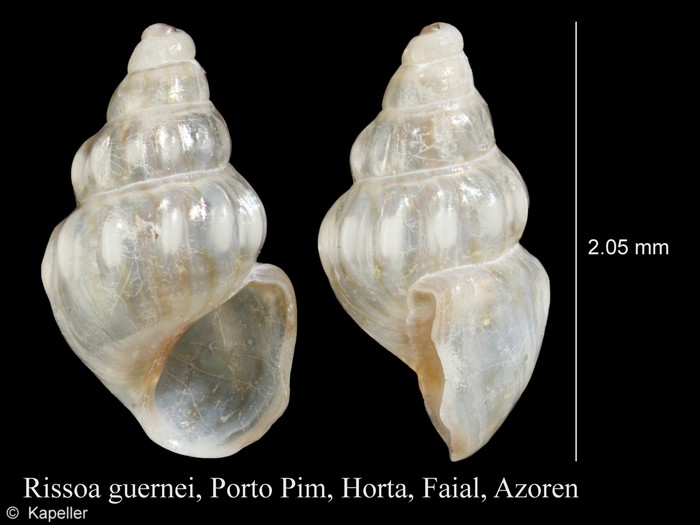 Rissoa guernei Rissoa guernei