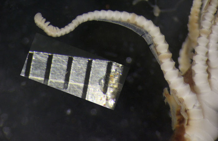 Comissia luetkeni HOLOTYPE USNM 25513 Comissia luetkeni HOLOTYPE USNM 25513